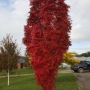 Šermukšnis paprastasis (Sorbus aucuparia) 'Autumn Spire'